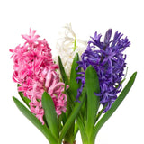Ζουμπούλια - Hyacinth