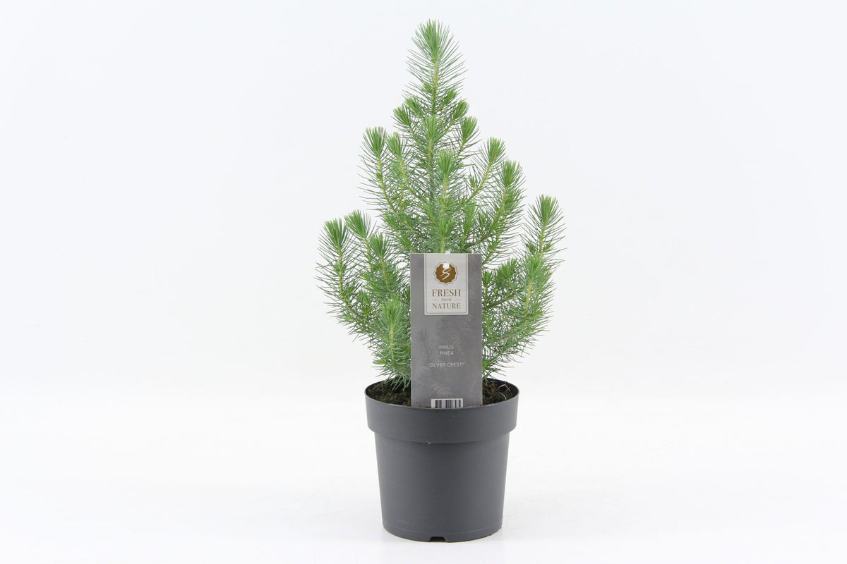 Πεύκο – Pinus pinea “Silver Crest”