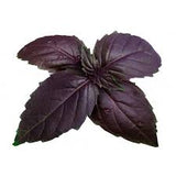 Βασιλικός μαύρος - Ocimum basilicum  “Purpurasence”