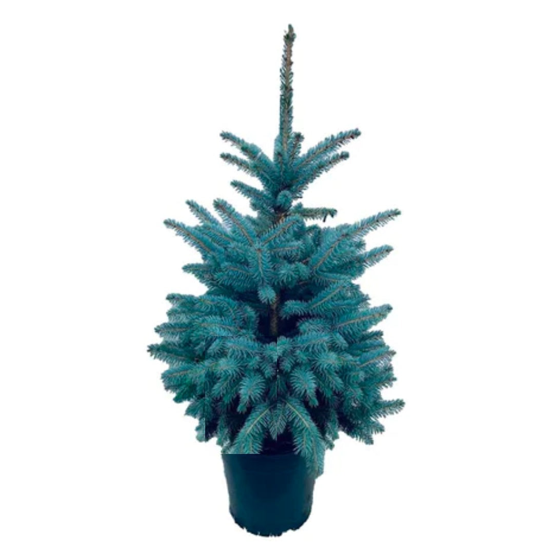Έλατο μπλε (Picea super blue)
