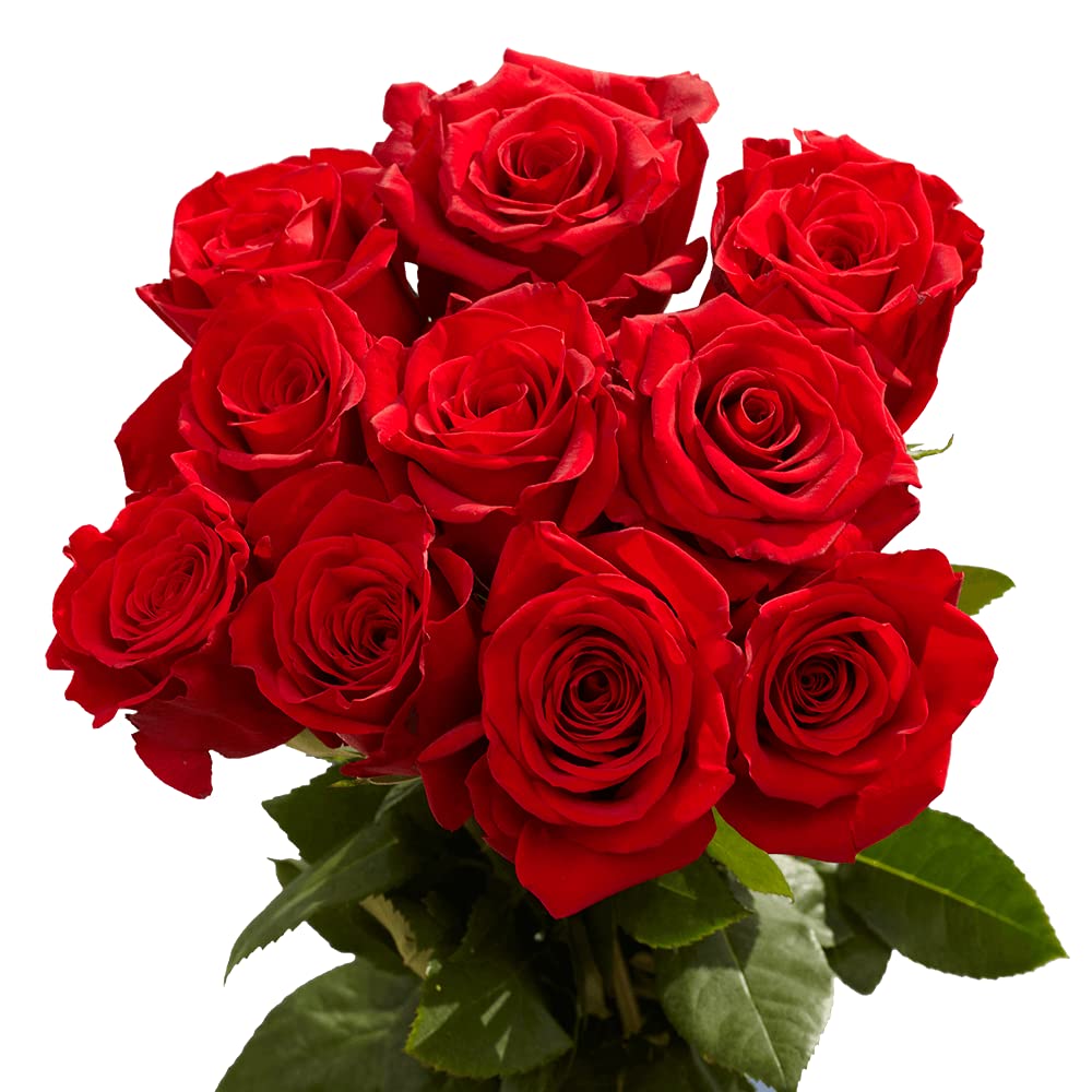 Red rose - κόκκινο τριαντάφυλλο
