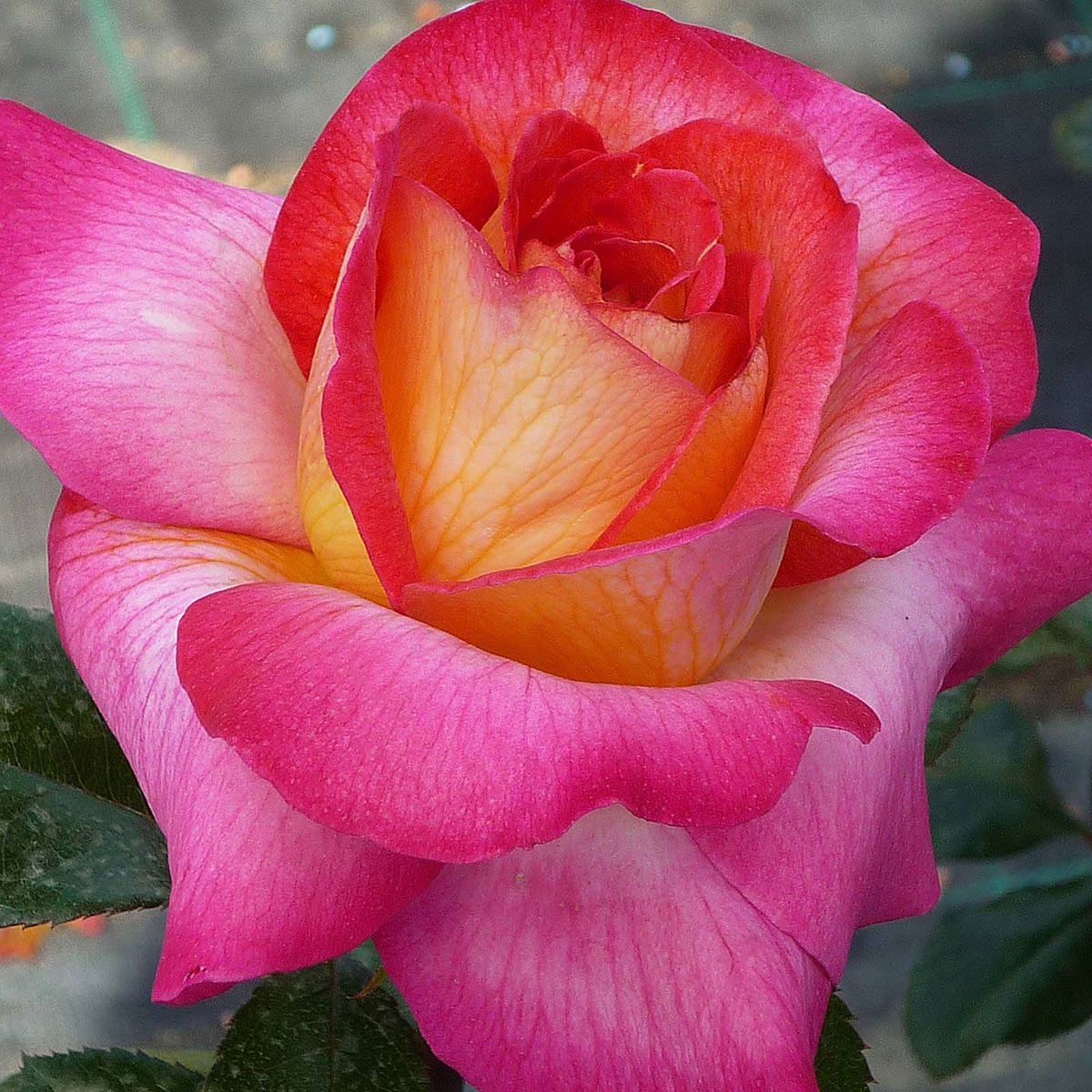 Τριανταφυλλιές Αβράμη σε γλάστρα