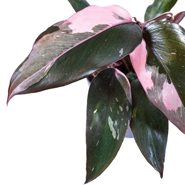 Φιλόδεντρο - Philodendron 'Pink Princess marble'
