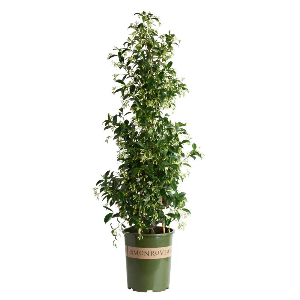 Ρυγχόσπερμο - Rhynchospermum jasminoides