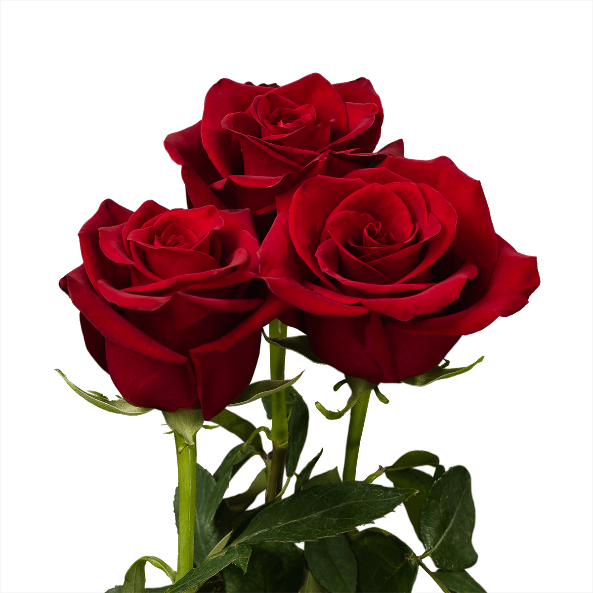 Red rose - κόκκινο τριαντάφυλλο