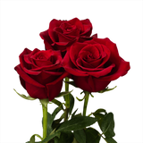 Red rose - κόκκινο τριαντάφυλλο