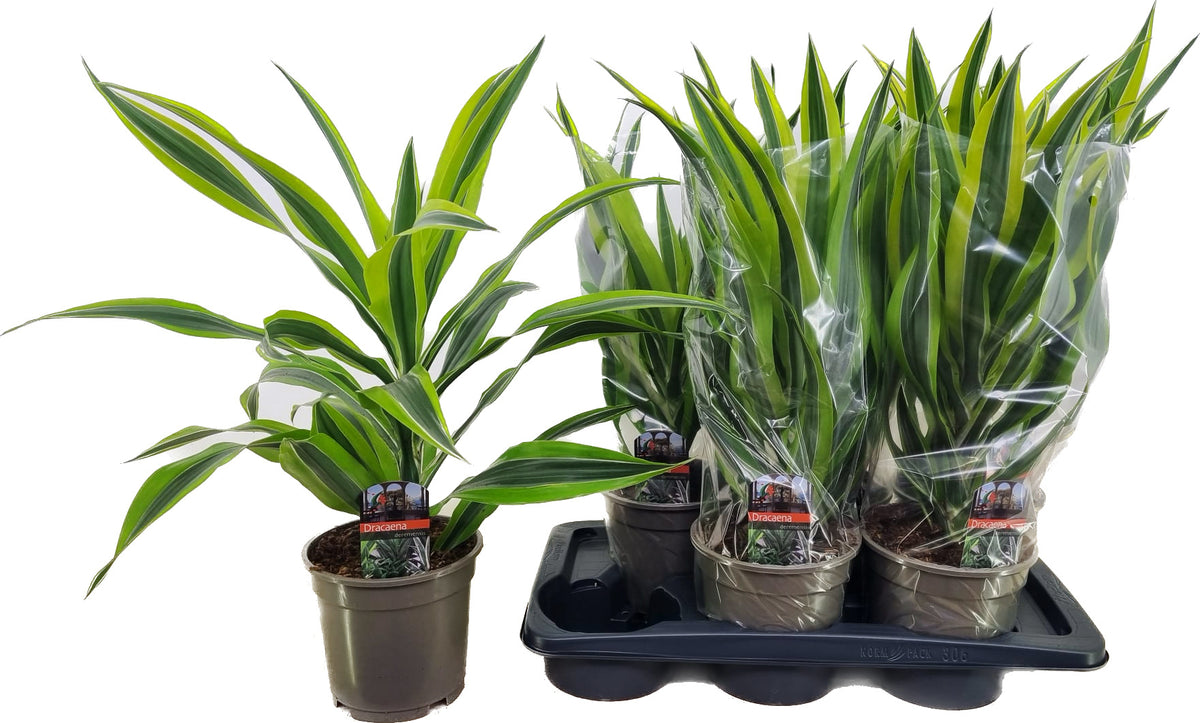 Δράκαινα – Dracaena fragrans Lemon Lime