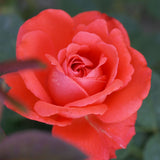 Τριανταφυλλιές Αβράμη σε γλάστρα