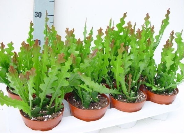 Επίφυλλο - Epiphyllum anguliger