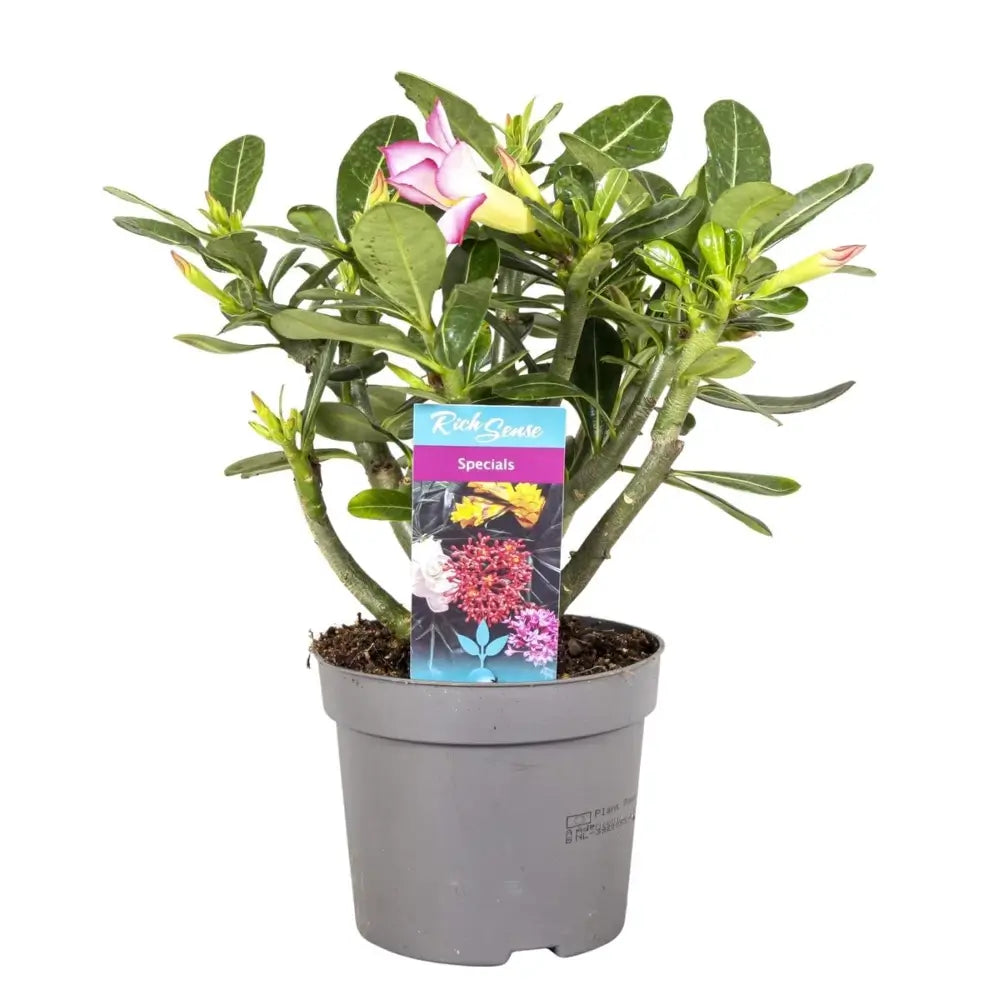 Αδένιο – Adenium obesum ‘Pink Star’