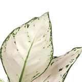 Αγλαόνημα - Aglaonema 'white Joy'