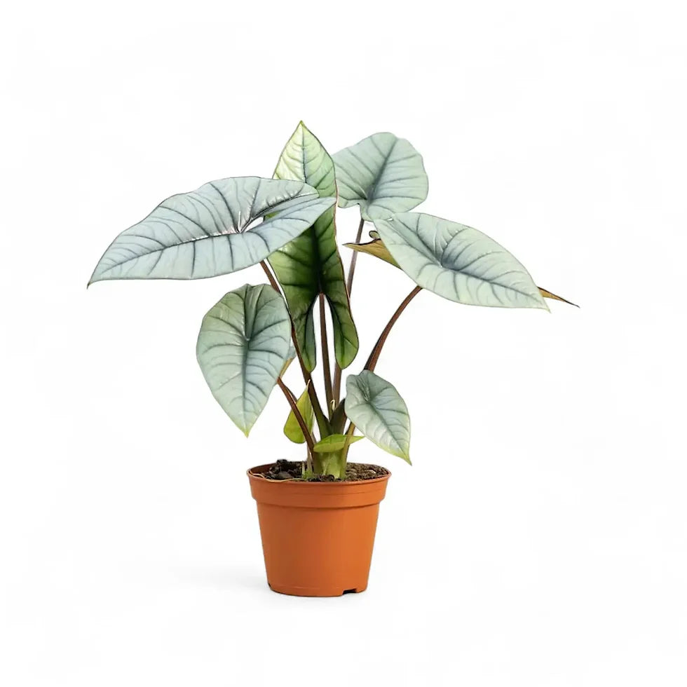 Αλοκάσια - Alocasia 'Platinum'new Srt