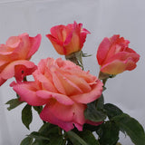 Τριανταφυλλιές Αβράμη σε γλάστρα