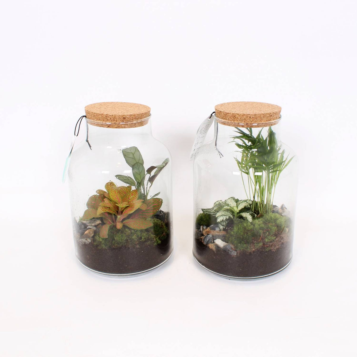 Terrarium Arrangement