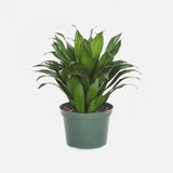 Δράκαινα - Dracaena compacta