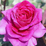 Τριανταφυλλιές Αβράμη σε γλάστρα