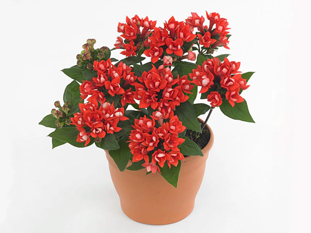 Bouvardia Bellevardia amora beja