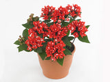 Bouvardia Bellevardia amora beja
