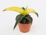 Σανσεβιέρια – Sansevieria Star Canary
