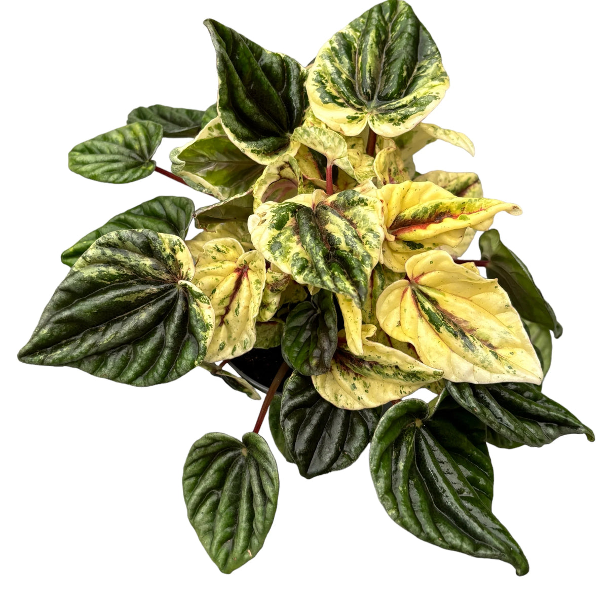 Πεπερόνια - Peperomia Buenos Aires