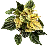 Πεπερόνια - Peperomia Buenos Aires