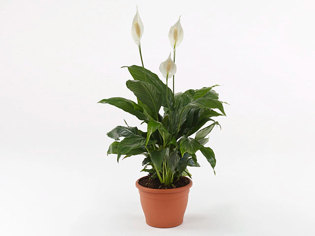 Σπαθίφυλλο - Spathiphyllum sp.