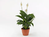 Σπαθίφυλλο - Spathiphyllum sp.