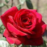 Τριανταφυλλιές Αβράμη σε γλάστρα