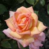 Τριανταφυλλιές Αβράμη σε γλάστρα