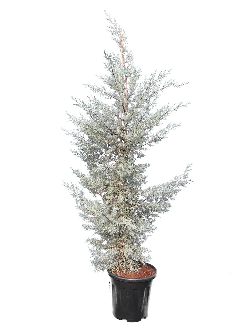 Κυπαρίσσι Αριζονικα - Cupressus arizonica fastigiata