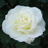 Τριανταφυλλιές Αβράμη σε γλάστρα