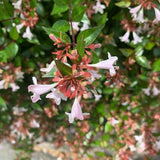 Αμπέλια – Abelia grandiflora Villarreal