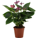 Ανθούριο – Anthurium ‘Purple’