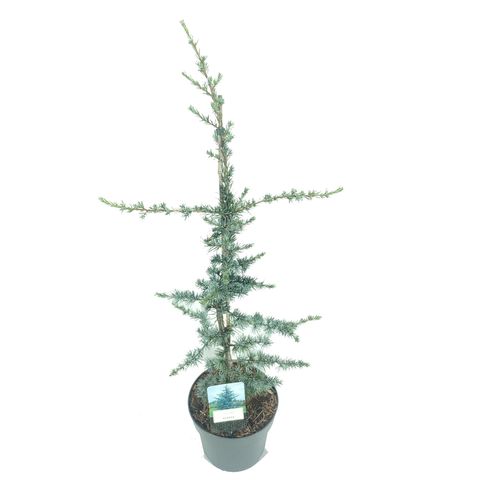 Κέδρος - Cedrus Libani 'glauca'