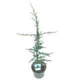 Κέδρος - Cedrus Libani 'glauca'