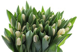 Τουλίπες Λευκές - Tulipa