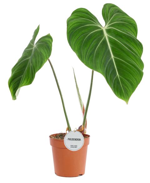 Φυλλόδεντρο – Philodendron Gloriosum
