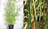 Μπαμπού - Phyllostachys Aurea/Bambusa Aurea