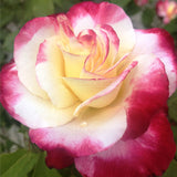 Τριανταφυλλιές Αβράμη σε γλάστρα