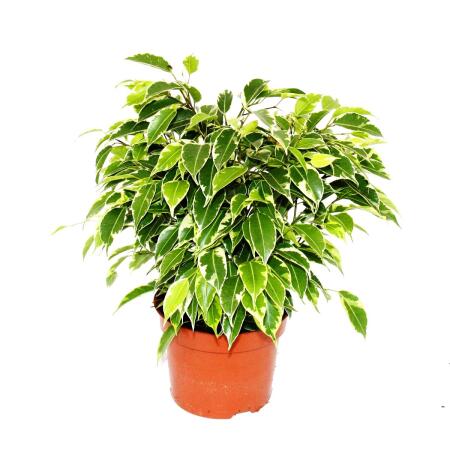 Φίκος – Ficus benjamina Kinky Bont
