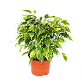 Φίκος – Ficus benjamina Kinky Bont
