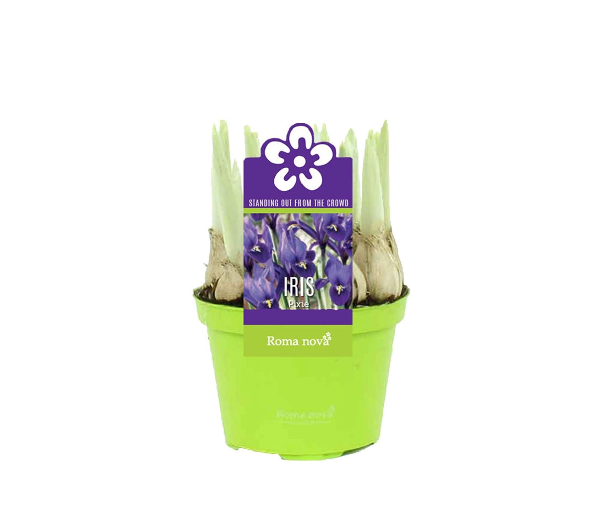 Ίριδα - Iris reticulata pixie