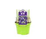 Ίριδα - Iris reticulata pixie