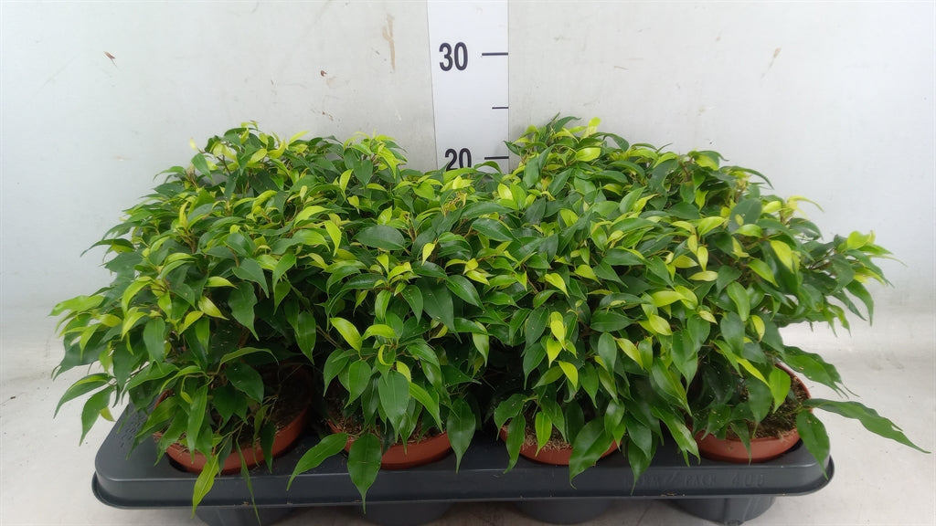 Φίκος – Ficus benjamina green “Kinky”