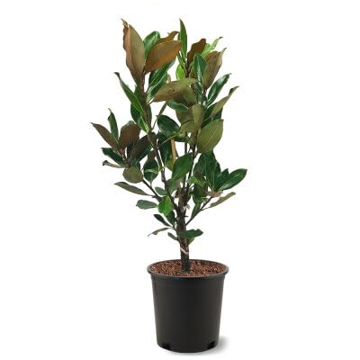 Μαγνόλια - Magnolia grandiflora