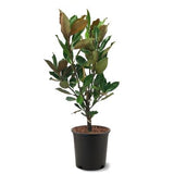 Μαγνόλια - Magnolia grandiflora