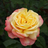 Τριανταφυλλιές Αβράμη σε γλάστρα