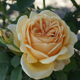 Τριανταφυλλιές Αβράμη σε γλάστρα