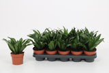 Δράκαινα - Dracaena compacta