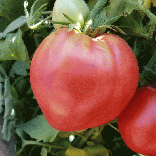 Ντομάτα καρδιά του βούβαλου